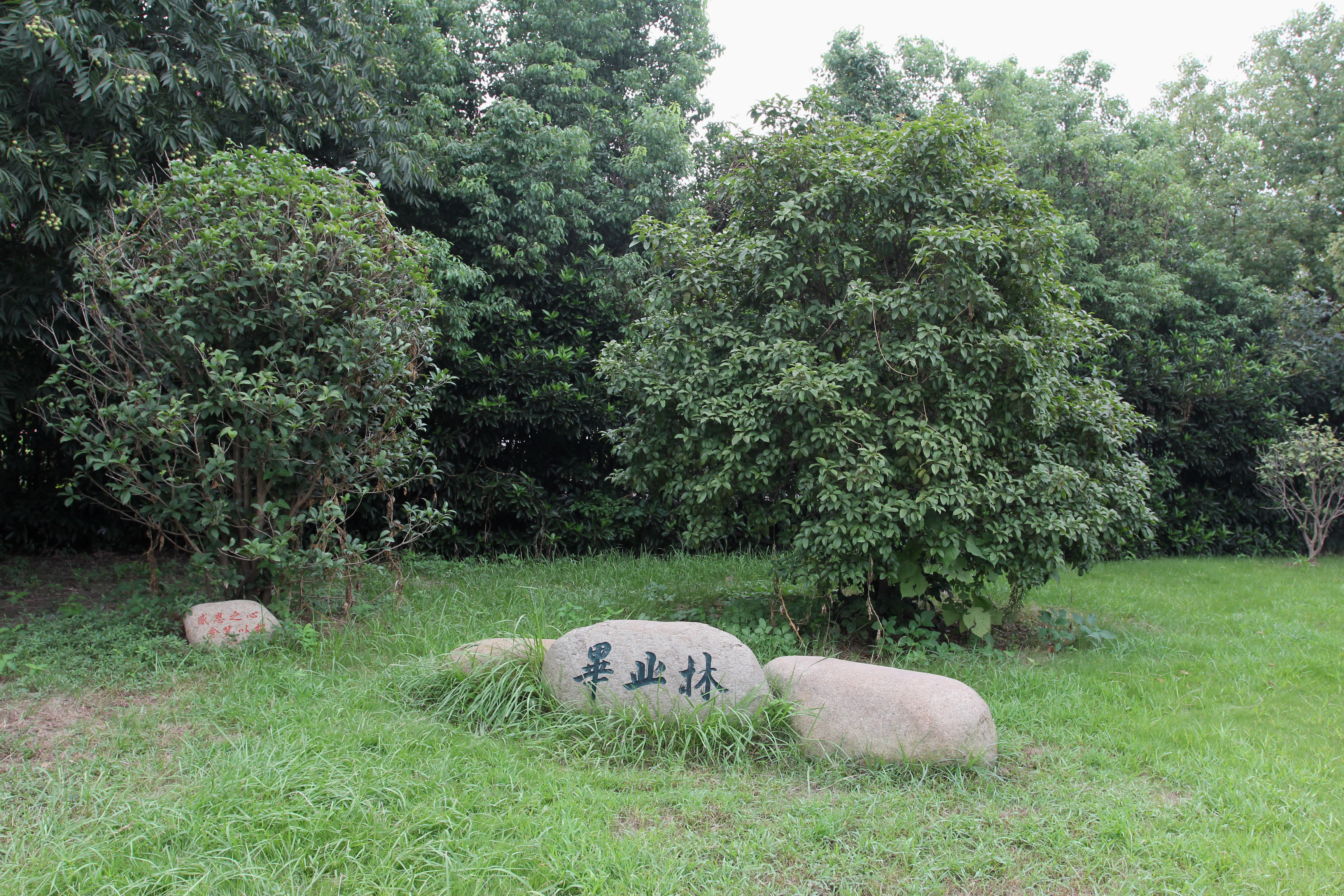 4毕业林